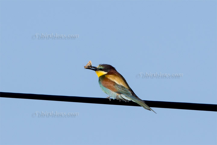 Bienenfresser (europ.)